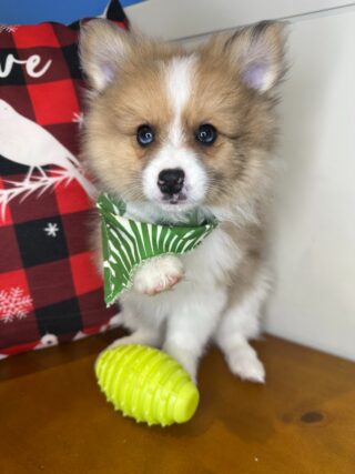 Kane Pomeranian 01