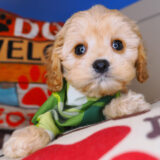 Kenshi Cavapoo 01