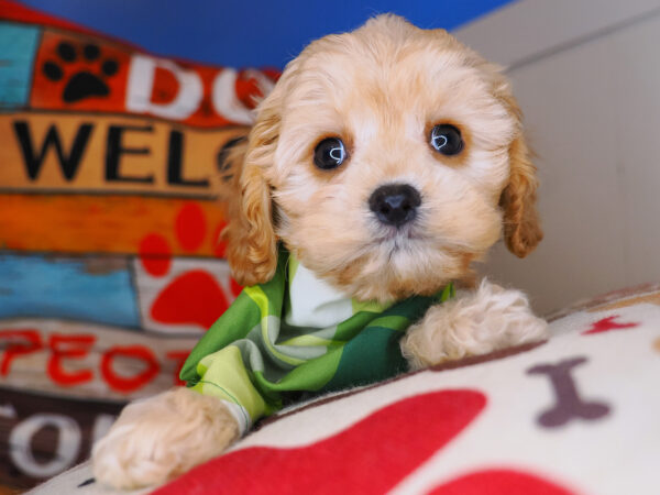 Kenshi Cavapoo 01