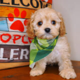 Kenshi Cavapoo 02