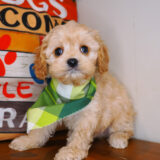 Kenshi Cavapoo 04