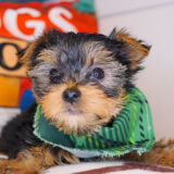 Kenshi Yorkshire Terrier 01