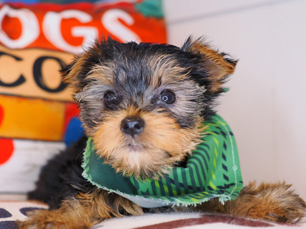 Kenshi Yorkshire Terrier 01