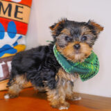 Kenshi Yorkshire Terrier 02