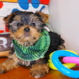 Kenshi Yorkshire Terrier 03