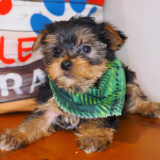 Kenshi Yorkshire Terrier 04