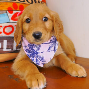 Kirra Golden Retriever 01