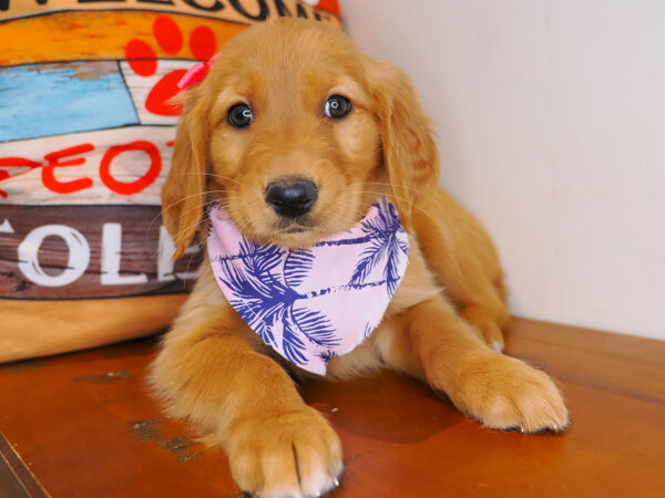 Kirra Golden Retriever 01