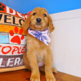 Kirra Golden Retriever 02