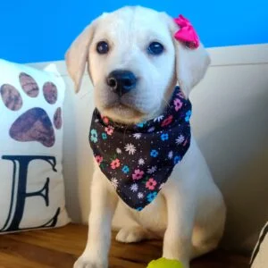 Marigold Labrador Retriever 01