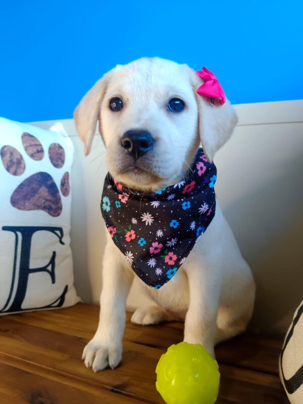 Marigold Labrador Retriever 01