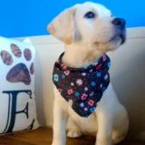 Marigold Labrador Retriever 03