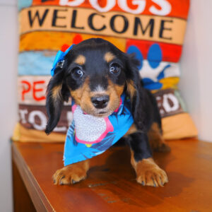 Minnie Dachshund 01