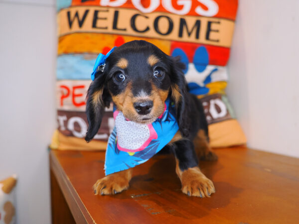 Minnie Dachshund 01