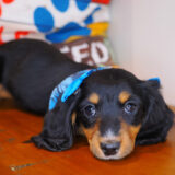 Minnie Dachshund 02