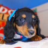 Minnie Dachshund 03