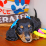 Minnie Dachshund 04