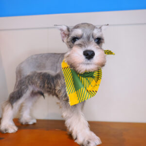 Mosi Miniature Schnauzer 01