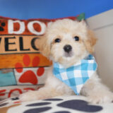 Moxie Maltipoo 01