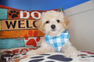 Moxie Maltipoo 01