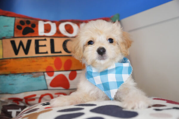 Moxie Maltipoo 01