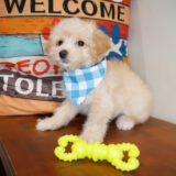 Moxie Maltipoo 02