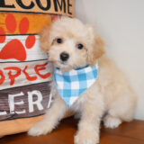 Moxie Maltipoo 03