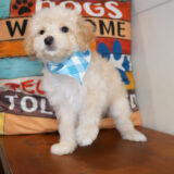 Moxie Maltipoo 04