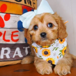 Nami Cavapoo 01