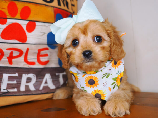 Nami Cavapoo 01