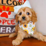 Nami Cavapoo 02