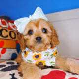 Nami Cavapoo 04