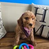 Nimue Goldendoodle 02