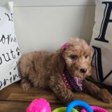 Nimue Goldendoodle 04