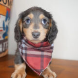 Paul Dachshund 03