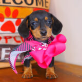 Perle Dachshund 01