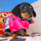 Perle Dachshund 03