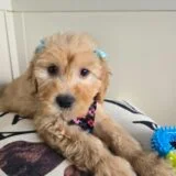 Polka Goldendoodle 01