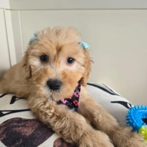 Polka Goldendoodle 01