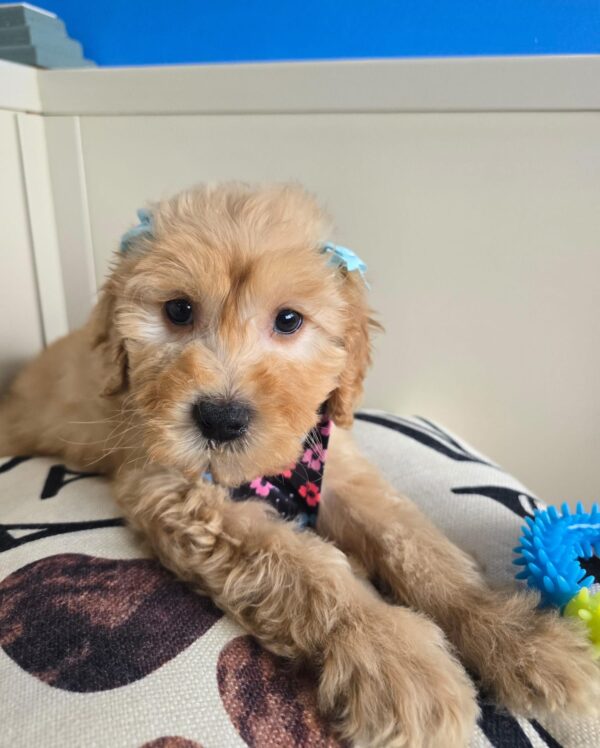 Polka Goldendoodle 01