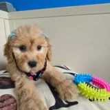 Polka Goldendoodle 02