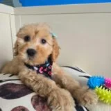 Polka Goldendoodle 03