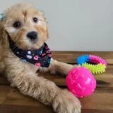 Polka Goldendoodle 04