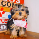 Poppy Yorkshire Terrier 01