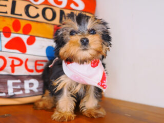 Poppy Yorkshire Terrier 01