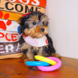 Poppy Yorkshire Terrier 02