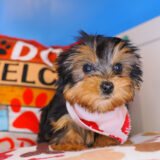 Poppy Yorkshire Terrier 03