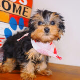 Poppy Yorkshire Terrier 04