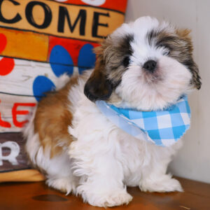 Quasar Shih Tzu 01