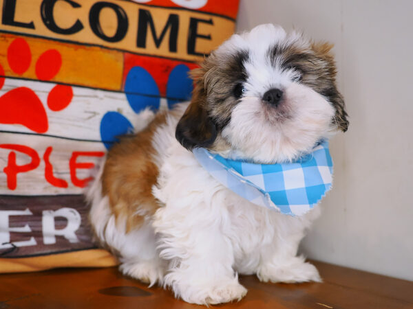 Quasar Shih Tzu 01